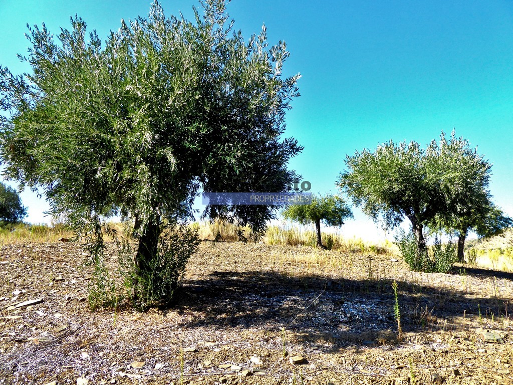 Quinta