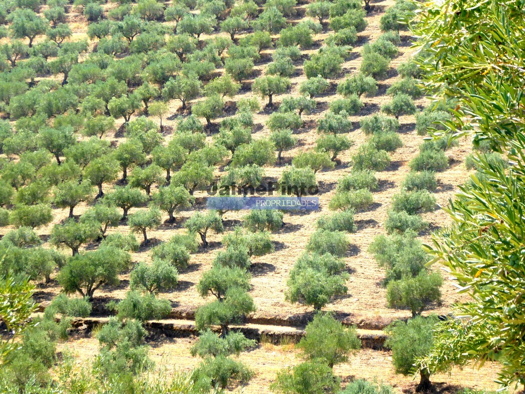 ST - VILA NOVA DE FOZ COA