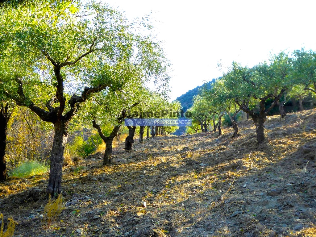 ST - FIGUEIRA DE CASTELO RODRIGO