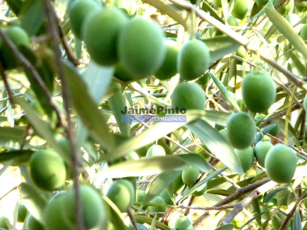 ST - FIGUEIRA DE CASTELO RODRIGO