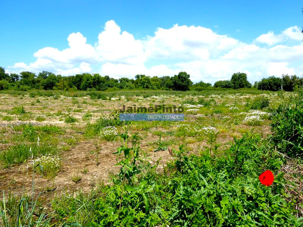 ST - SALVATERRA DE MAGOS