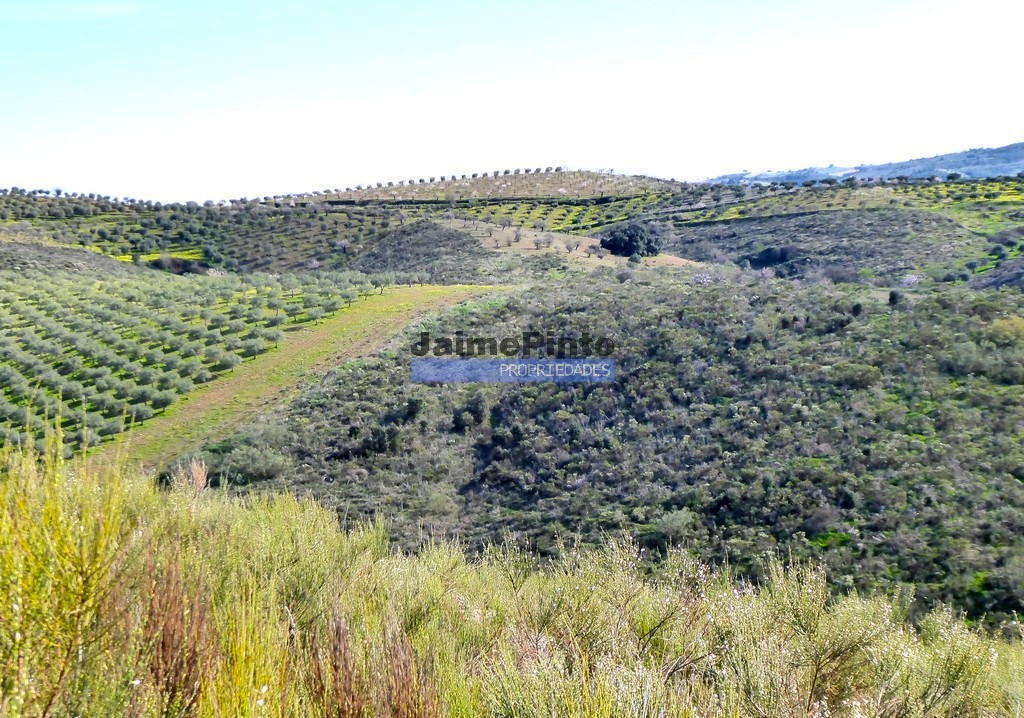 ST - ALFANDEGA DA FE