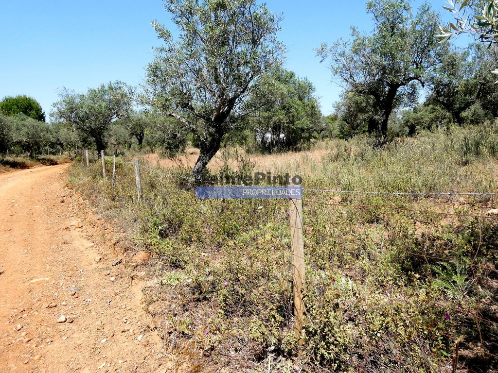 Terreno agricola