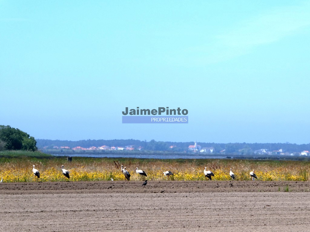 Terreno p/ moradia - ST - OVAR